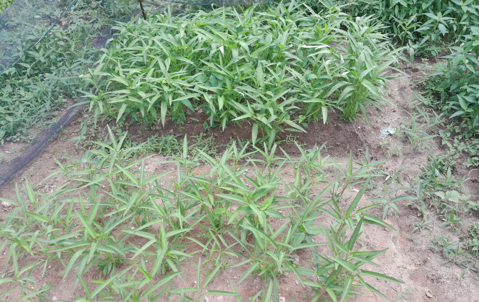 Perbedaan Perlakuan Pupuk Kompos dan Tidak Pada Kangkung Perbedaan Perlakuan Pupuk Kompos dan Tidak Pada Kangkung